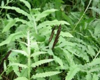 onoclea sensibilis 8-10.jpg